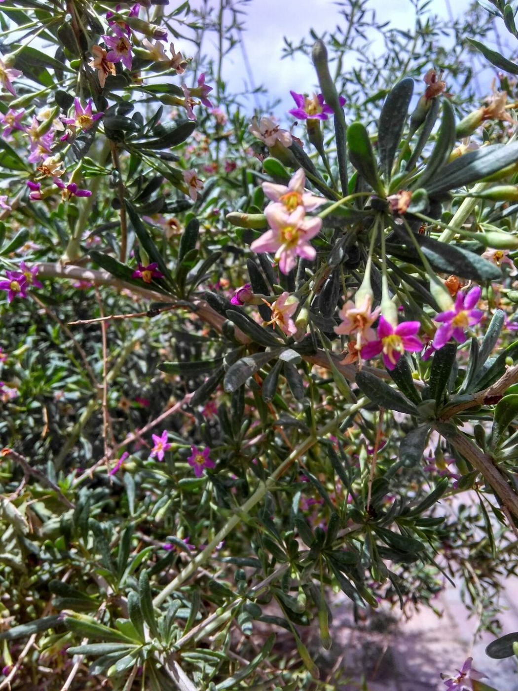 【青海特产】青海黑枸杞 女的美容院 男人的加油站 特价39.9元 50g