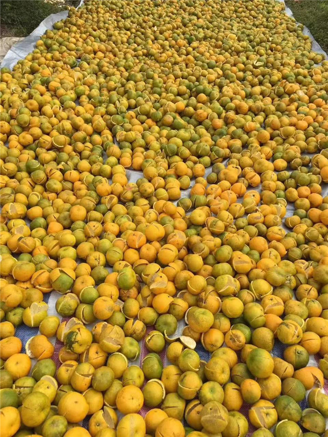 广东特产新会陈皮2017年新鲜柑皮大红皮新会陈皮500g包邮